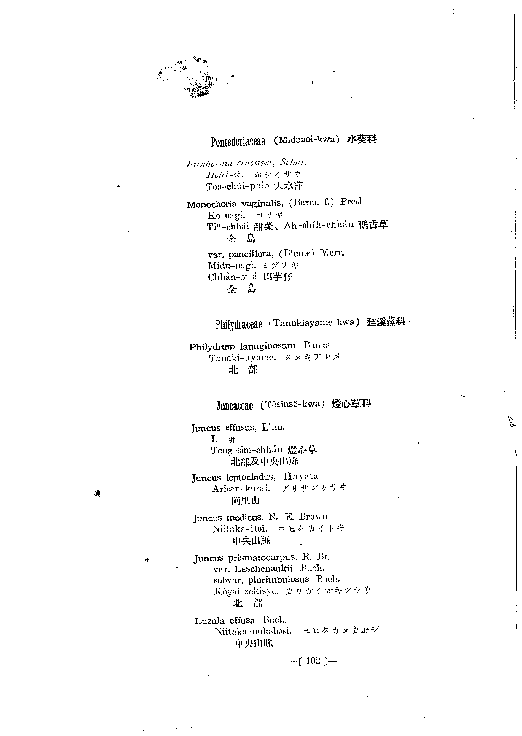 台灣植物名彙(List of Plants of Formosa)  第146頁